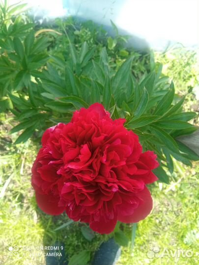 Пион ред Грейс и Генри боксток