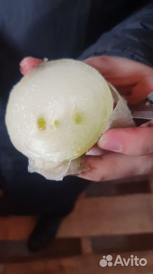 Лук на посадку