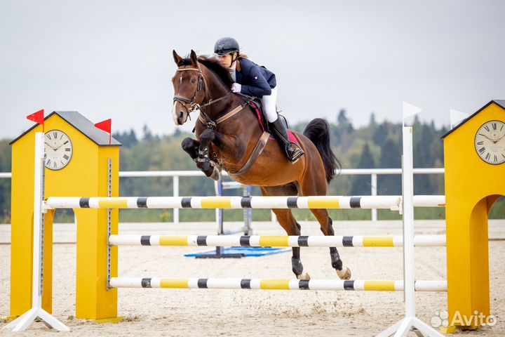 Ганноверский мерин в конкур/выездку