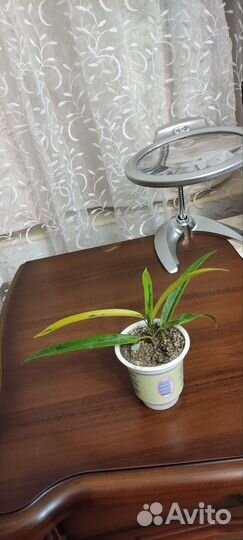 Фикус Али вариегатный