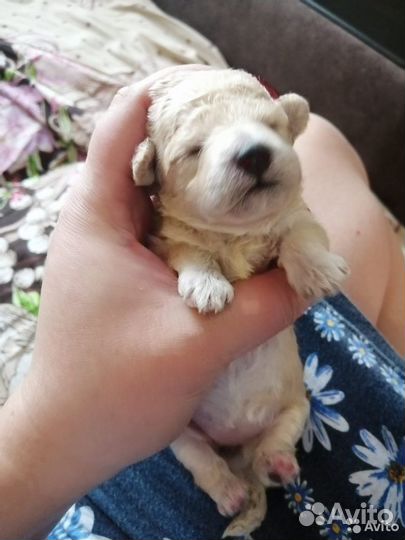 Той-пудель вязка