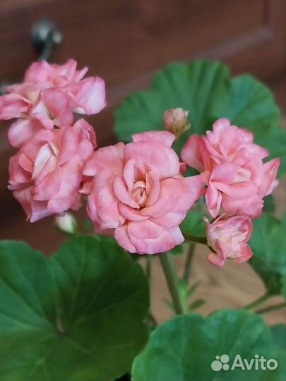 Пеларгония герань