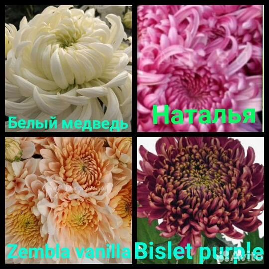 Хризантема