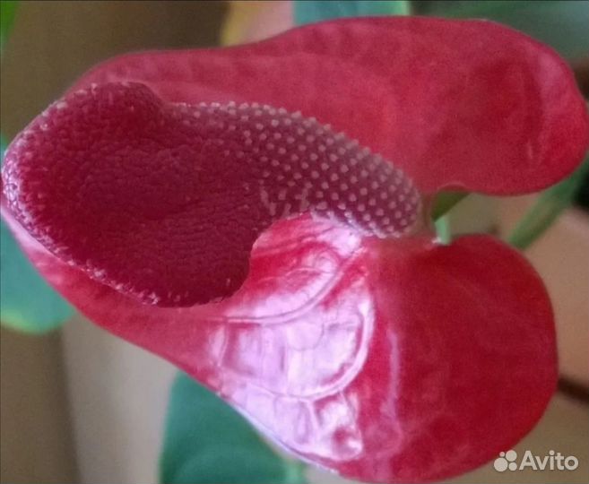 Антуриум Ред Коралл