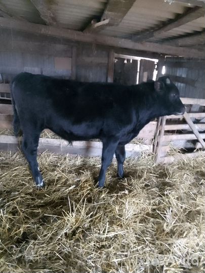 Продажа телят