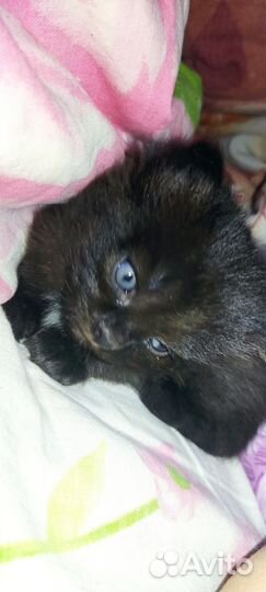 Котята в добрые руки 1 месяц сиамские