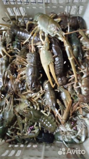 Продукты питания