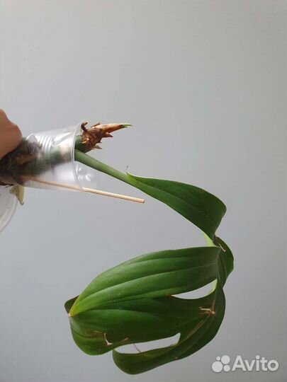 Рафидофора декурсива+монстера тонкая+медуза