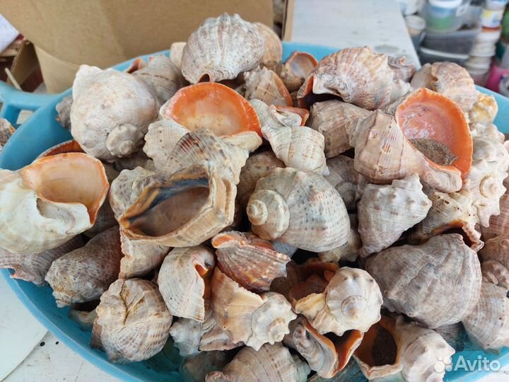 Улитка.ракушка морская.рапан