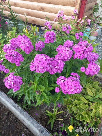 Флоксы сортовые