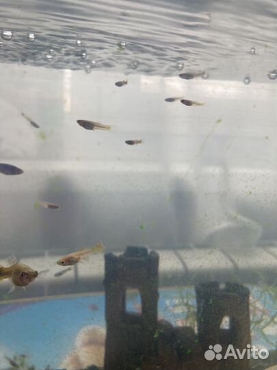 Гуппи эндлера