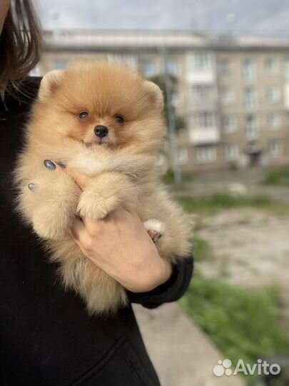 Померанский шпиц щенок мальчик