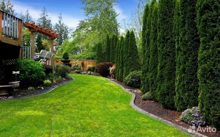 Туи западные