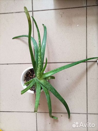 Комнатные цветы алоэ