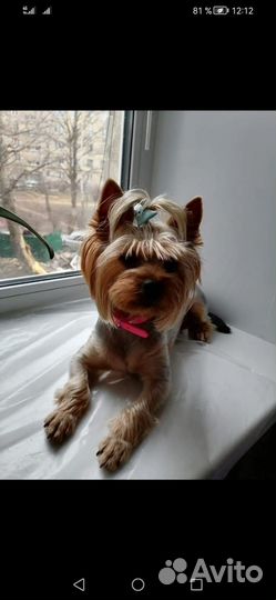 Йоркширский терьер щенки