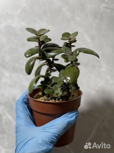 Crassula Ovata (Толстянка, Денежное дерево)