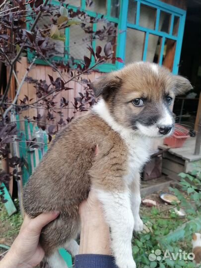 Щенок в добрые руки