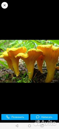 Гриб лисичка 2024