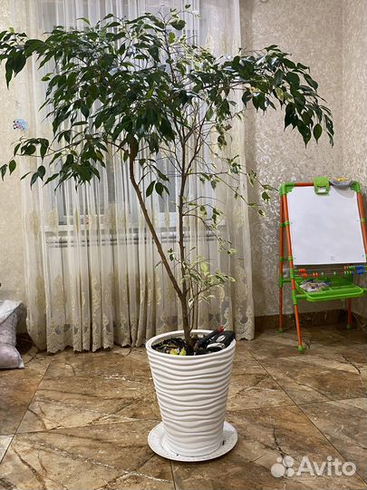 Цветок хороший