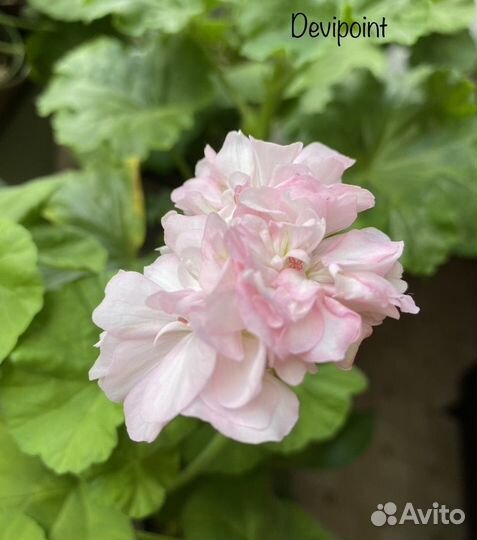 Пеларгония