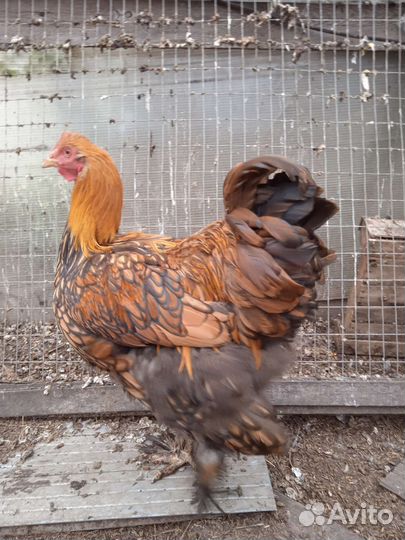Петух лакенфельдр породистый