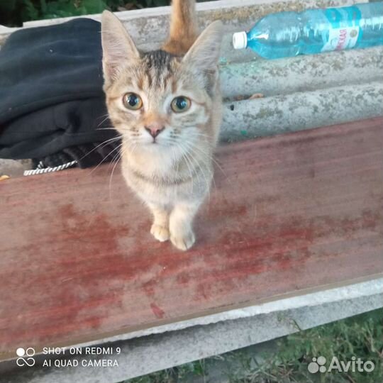 Отдам в добрые руки