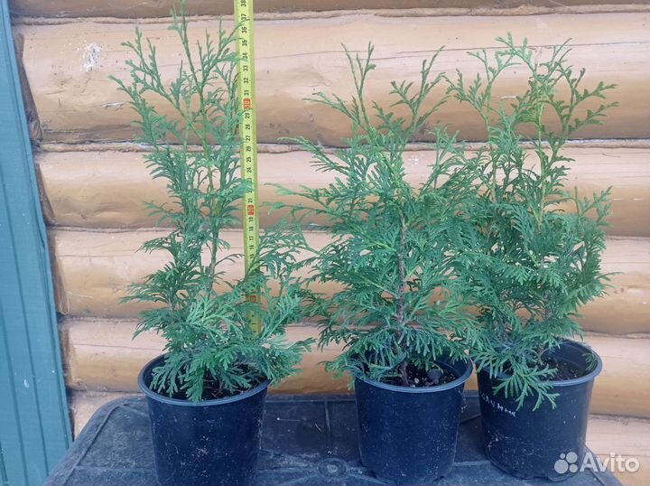 Туя Колумна (С1,5)