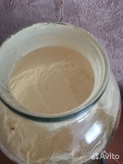 Пыльца альпийской сосны