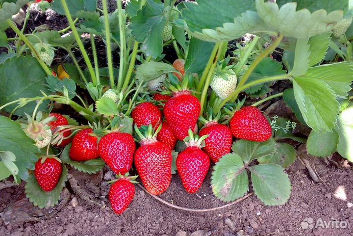 Рассада клубники