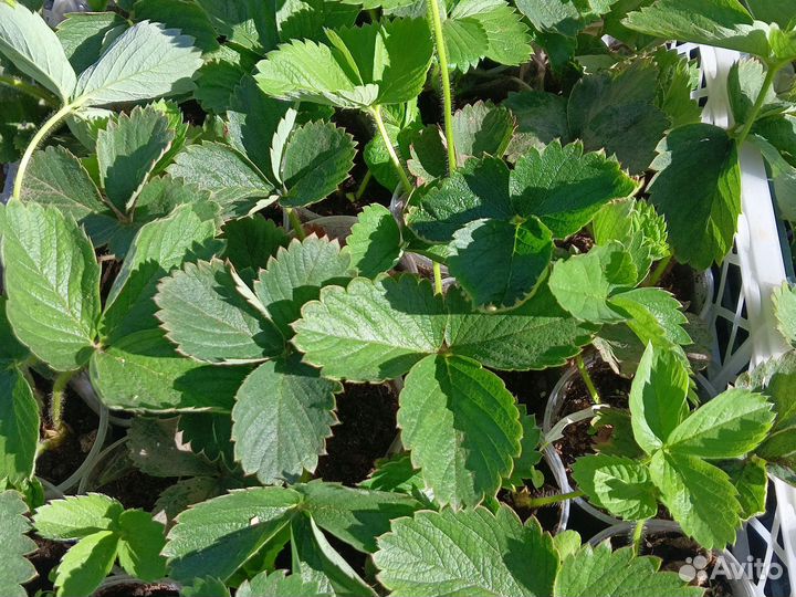 Саженцы клубники