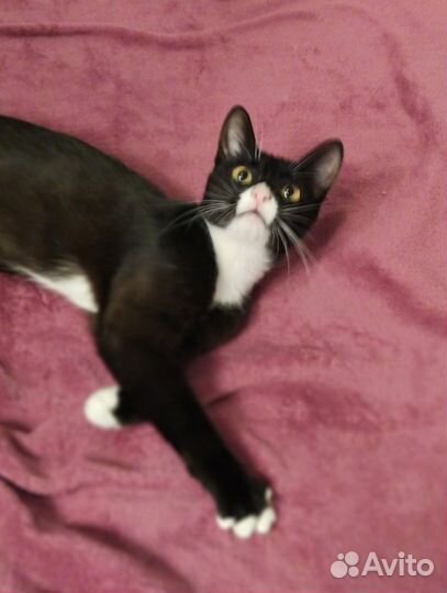 Кошечка молодая в добрые руки