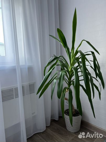 Пальма юкка