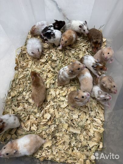 Сирийские хомячки - милашки