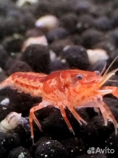 Мексиканский карликовый рак