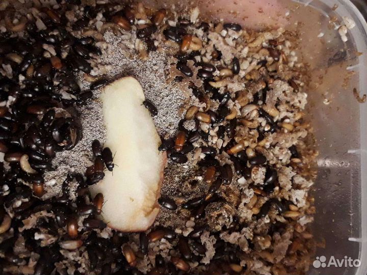 Жука знахарь, личинки