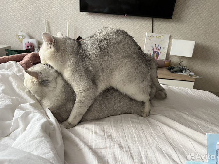 Британская серебристая шиншилла кот на вязку