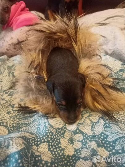 Щенки карликового пинчера