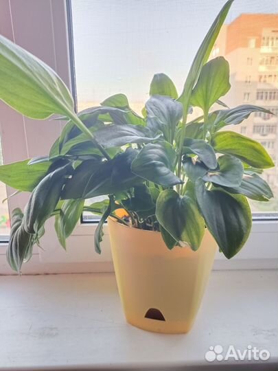 Дримиопсис