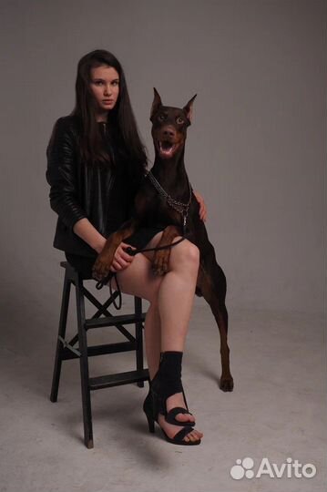 Доберман для фотосессии