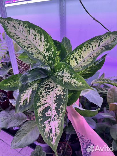 Калатеи, маранты