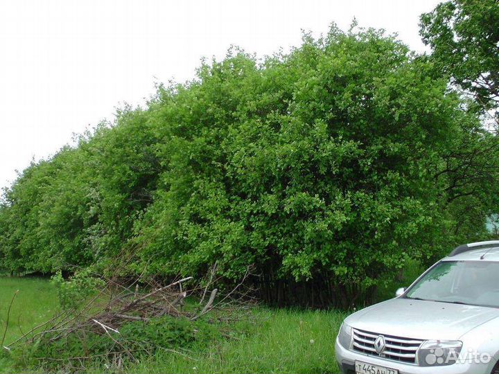 Саженцы боярышника и ягоды. Живая изгородь