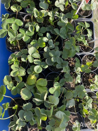 Клубника садовая рассада