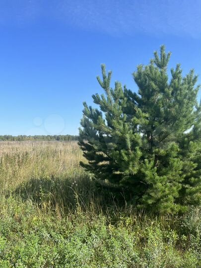 Участок 75 сот. (СНТ, ДНП)