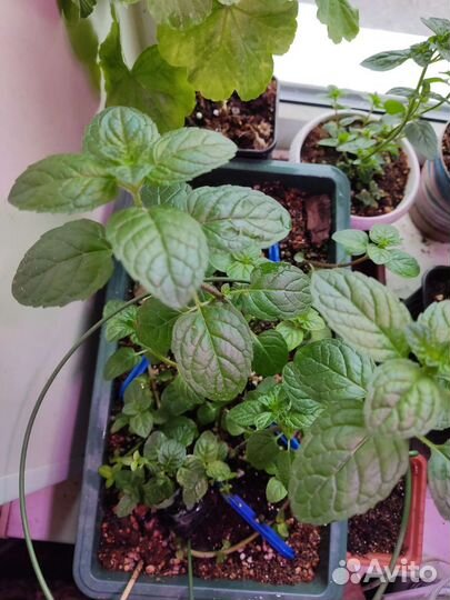 Укорененные черенки сортовой мяты