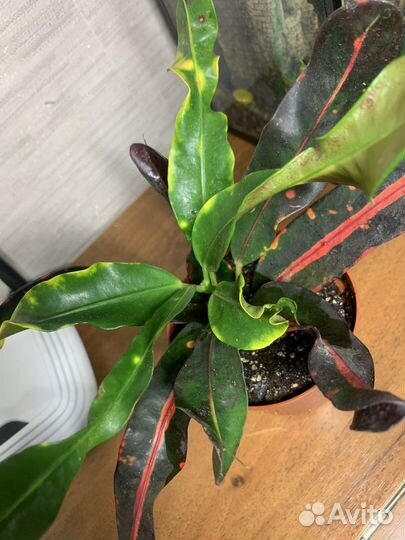 Кодиеум,антуриум,филодендрон,фикус