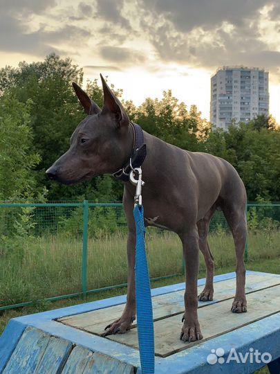 Американский голый терьер Вязка