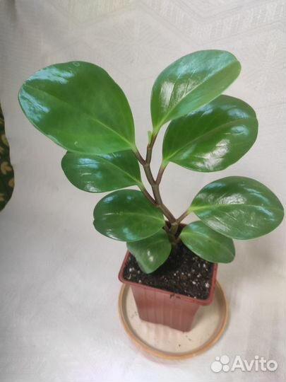 Пеперомия туполистная