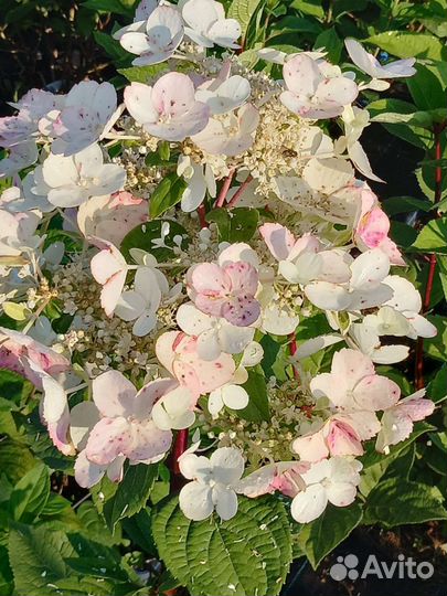 Гортензия метельчатая