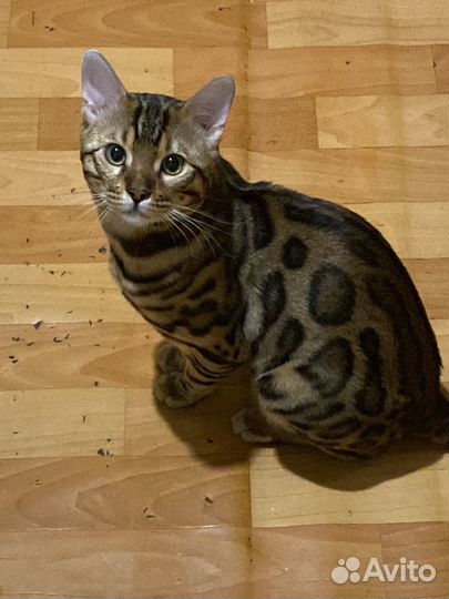 Бенгальский кот вязка