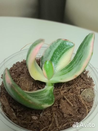 Суккуленты